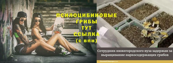 ГАЛЛЮЦИНОГЕННЫЕ ГРИБЫ Горняк